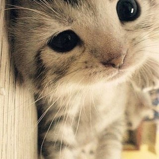 kitty_toyoko